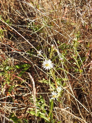 Symphyotrichum chilense