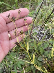 Sabatia angularis