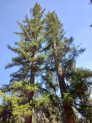 Larix occidentalis