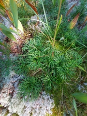 Diphasiastrum complanatum