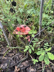 Russula cremoricolor