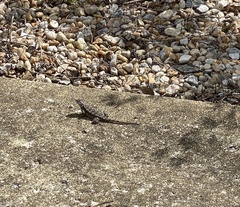 Sceloporus undulatus