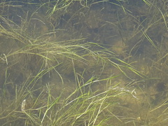 Potamogeton perfoliatus