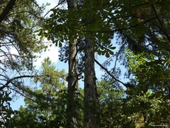 Pinus nigra