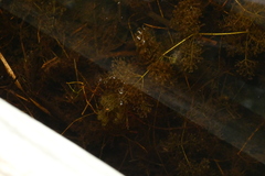 Utricularia purpurea