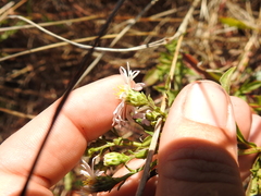 Symphyotrichum chilense