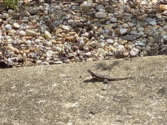 Sceloporus undulatus