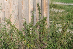 Urtica dioica