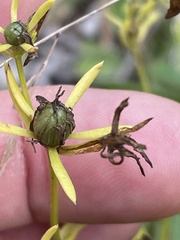 Sabatia angularis