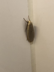 Eilema griseola