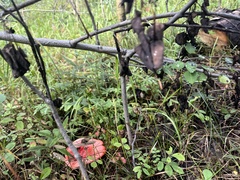Russula cremoricolor