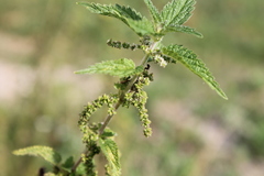 Urtica dioica