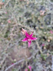 Krameria cistoidea