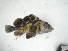 Sebastes chrysomelas