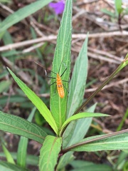 Zelus longipes