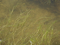 Potamogeton perfoliatus