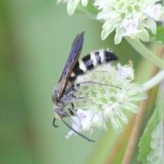 Dielis plumipes
