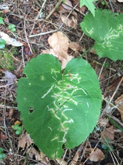 Scrobipalpula manierreorum