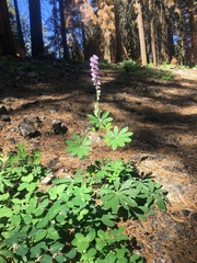 Lupinus latifolius