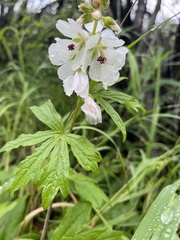 Sidalcea candida