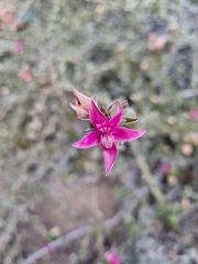 Krameria cistoidea