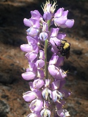 Lupinus latifolius