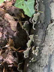 Stereum subtomentosum