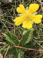 Potentilla erecta