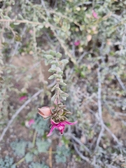 Krameria cistoidea