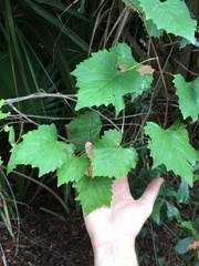 Vitis rotundifolia