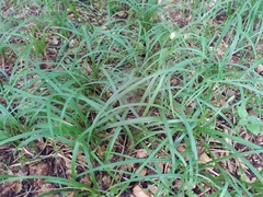 Carex pilosa