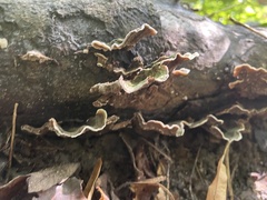 Stereum subtomentosum