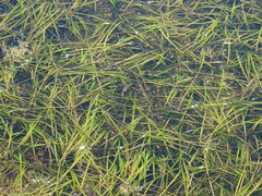 Zostera marina