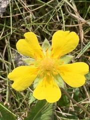 Potentilla erecta
