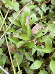 Ludwigia palustris