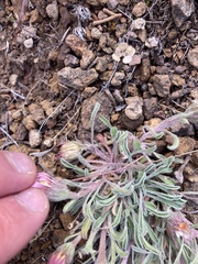 Townsendia florifera