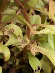 Ludwigia palustris