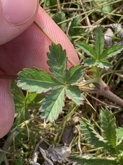 Potentilla erecta