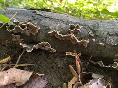 Stereum subtomentosum