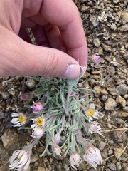 Townsendia florifera