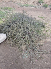 Krameria cistoidea