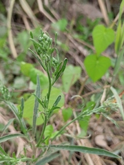 Erigeron bonariensis