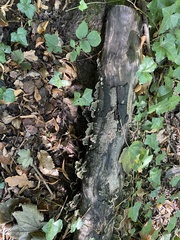 Stereum subtomentosum