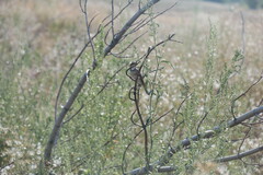 Luscinia svecica