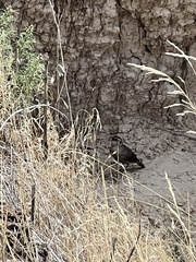 Salpinctes obsoletus