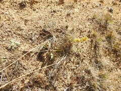 Solidago spathulata