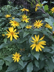 Helianthus tuberosus