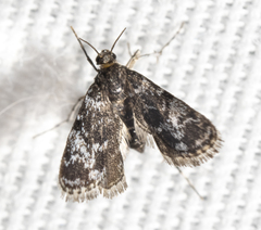 Elophila tinealis