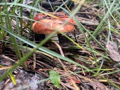 Gomphidius subroseus