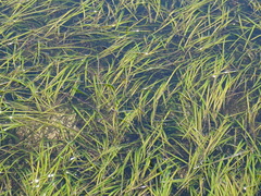 Zostera marina